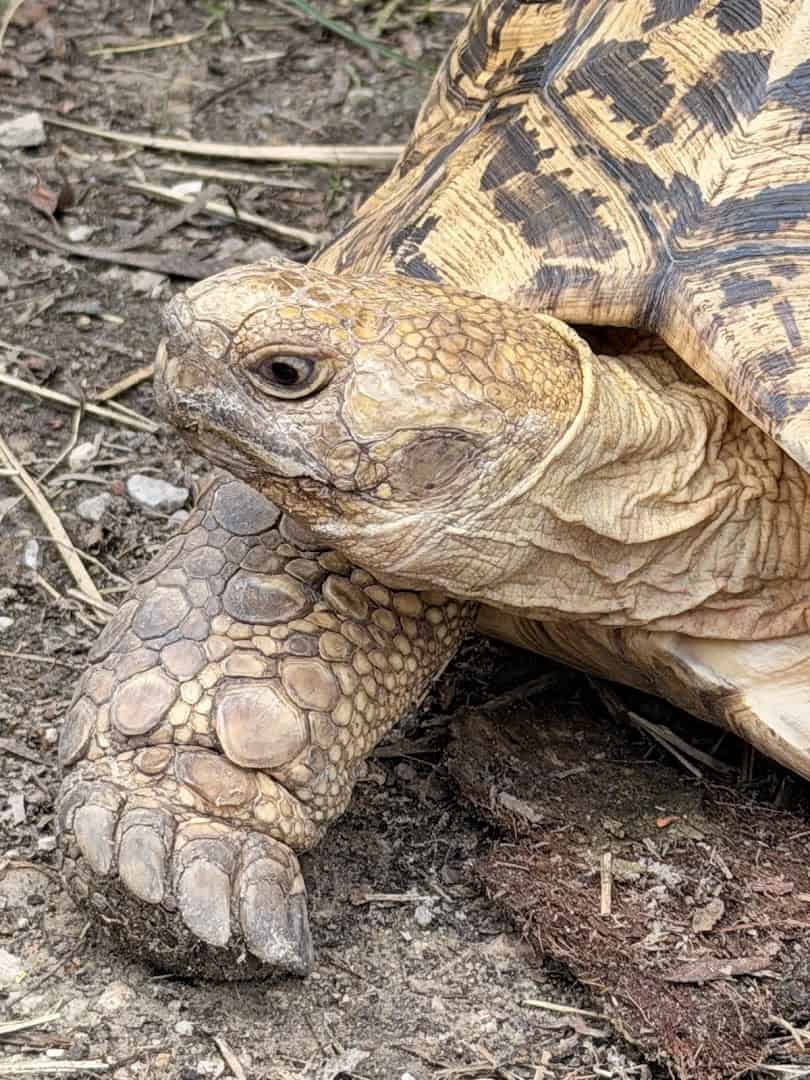 A tortoise at the Houston Interactive Aquarium and Animal Preserve
