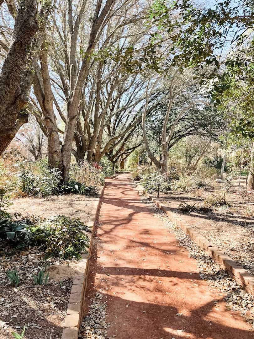 Canopy of trees arching over a path on the historic tree trail at Clark Gardens in Weatherford, Texas