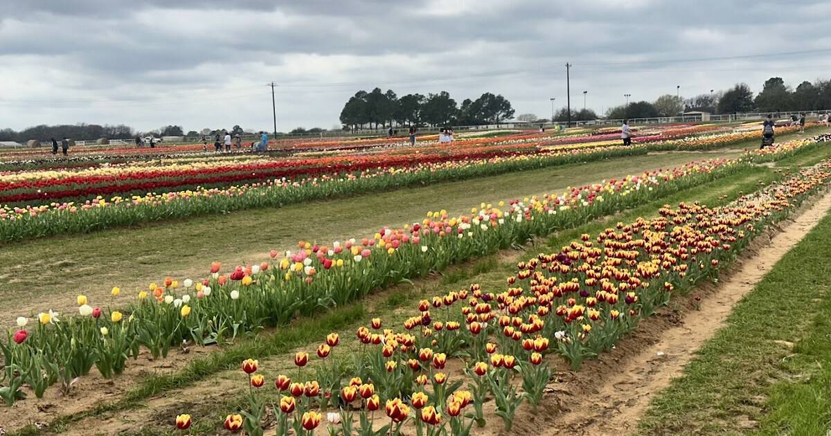 This Dreamy Texas Tulip Farm Is a Pick-Your-Own Sea of Color Every Spring