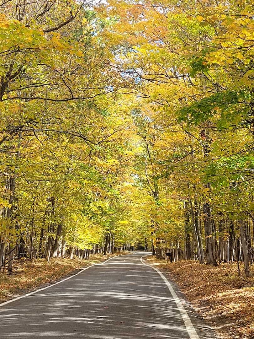Golden autumn canopy over the Tunnel of Trees road, M-119, Michigan