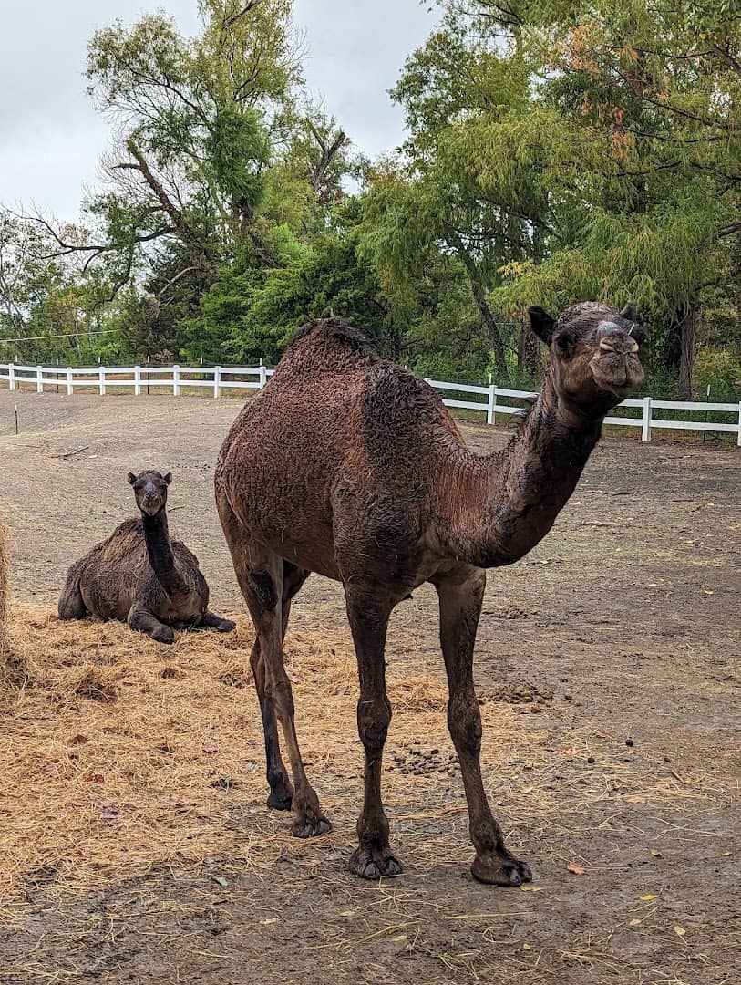 Two camels in the pasture at Huddin Homestead Fun Farm in Rockwall, Texas