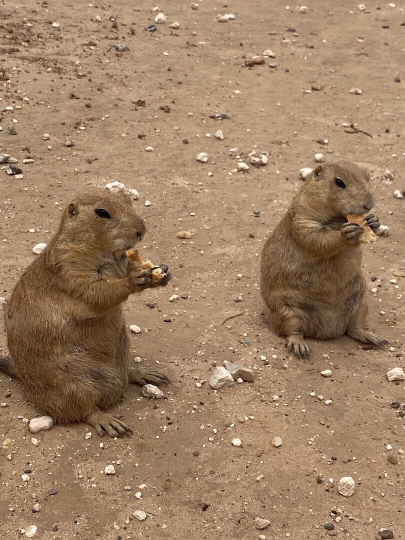 Two prairie dogs snacking on the ground at Prairie Dog Town in Lubbock