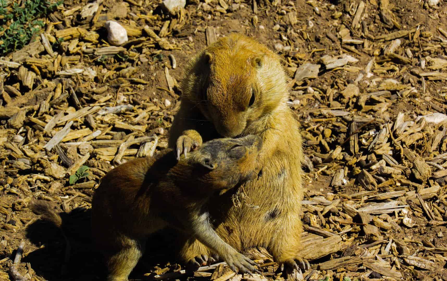 Two prairie dogs together on the ground at Prairie Dog Town in Lubbock