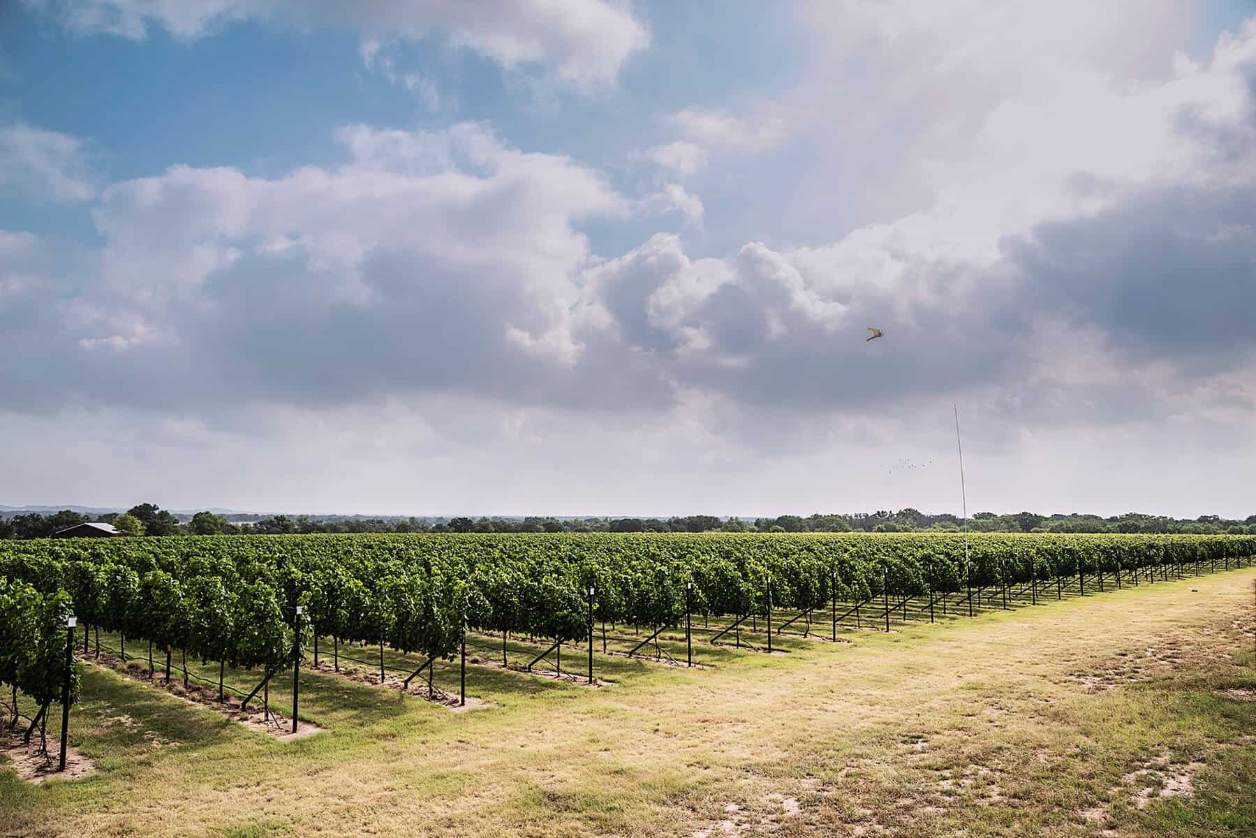 Rows of grapevines in the vineyard at Wildseed Farms in Fredericksburg, Texas