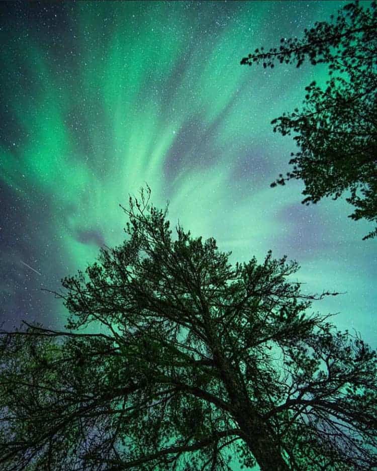 The northern lights over the pines at Voyageurs National Park, Minnesota