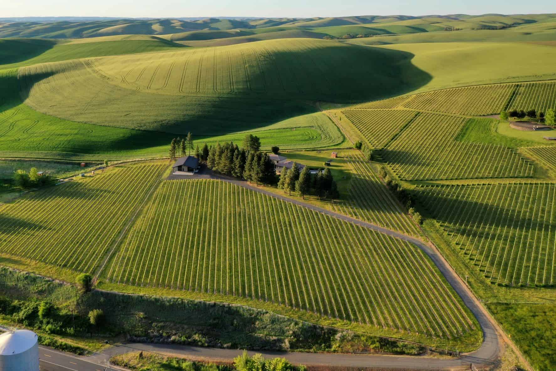 Rolling vineyard hills in the Walla Walla Valley, Washington