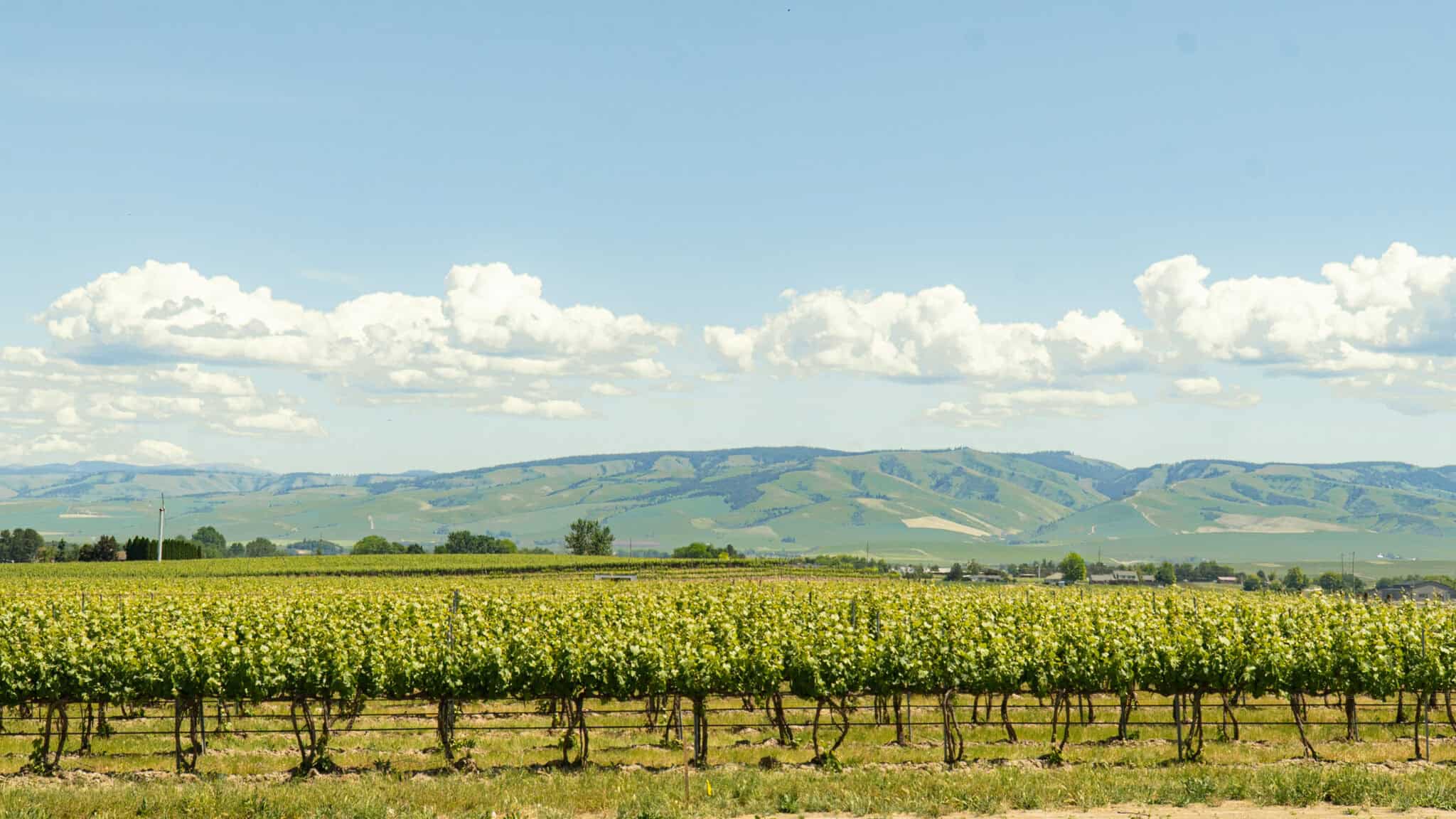 Vineyard rows and rolling hills near Walla Walla, Washington