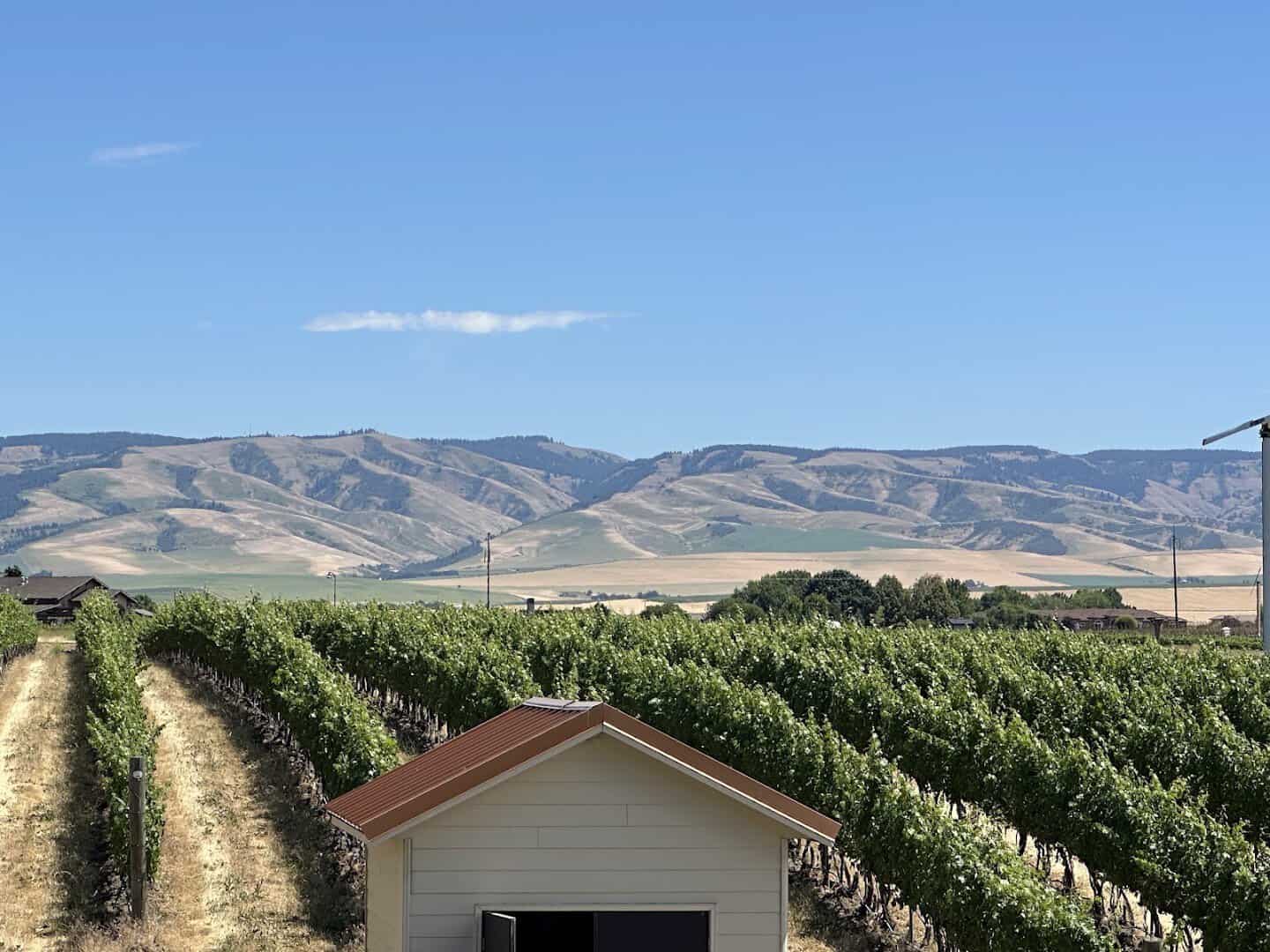 Vineyard rows sweeping toward the Blue Mountains in Walla Walla wine country, Washington