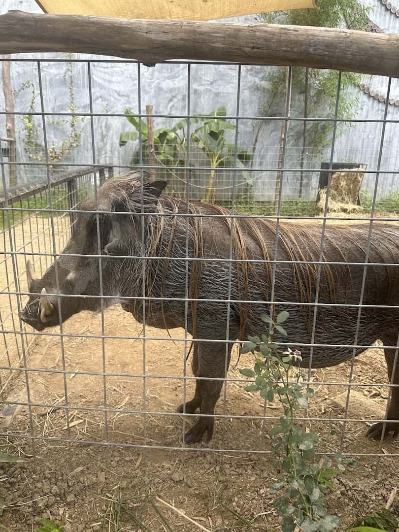 A warthog in its enclosure at the Houston Interactive Aquarium and Animal Preserve