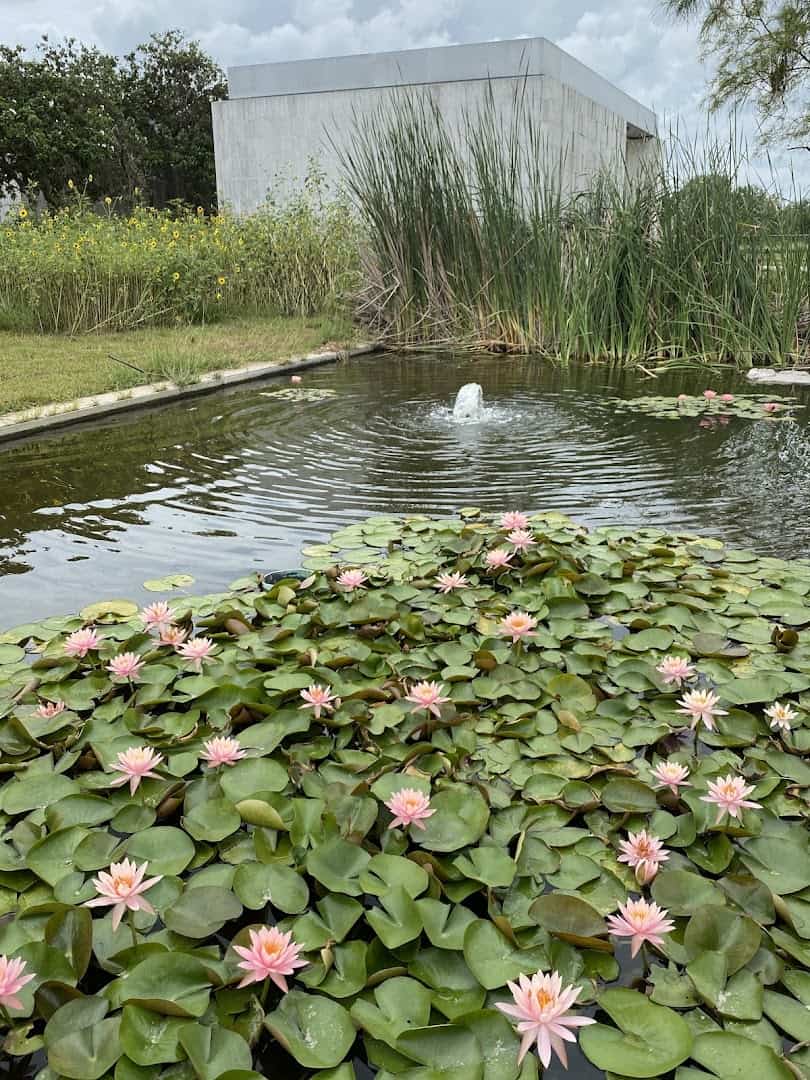 Water lily pond in the gardens at the National Butterfly Center in Mission, Texas