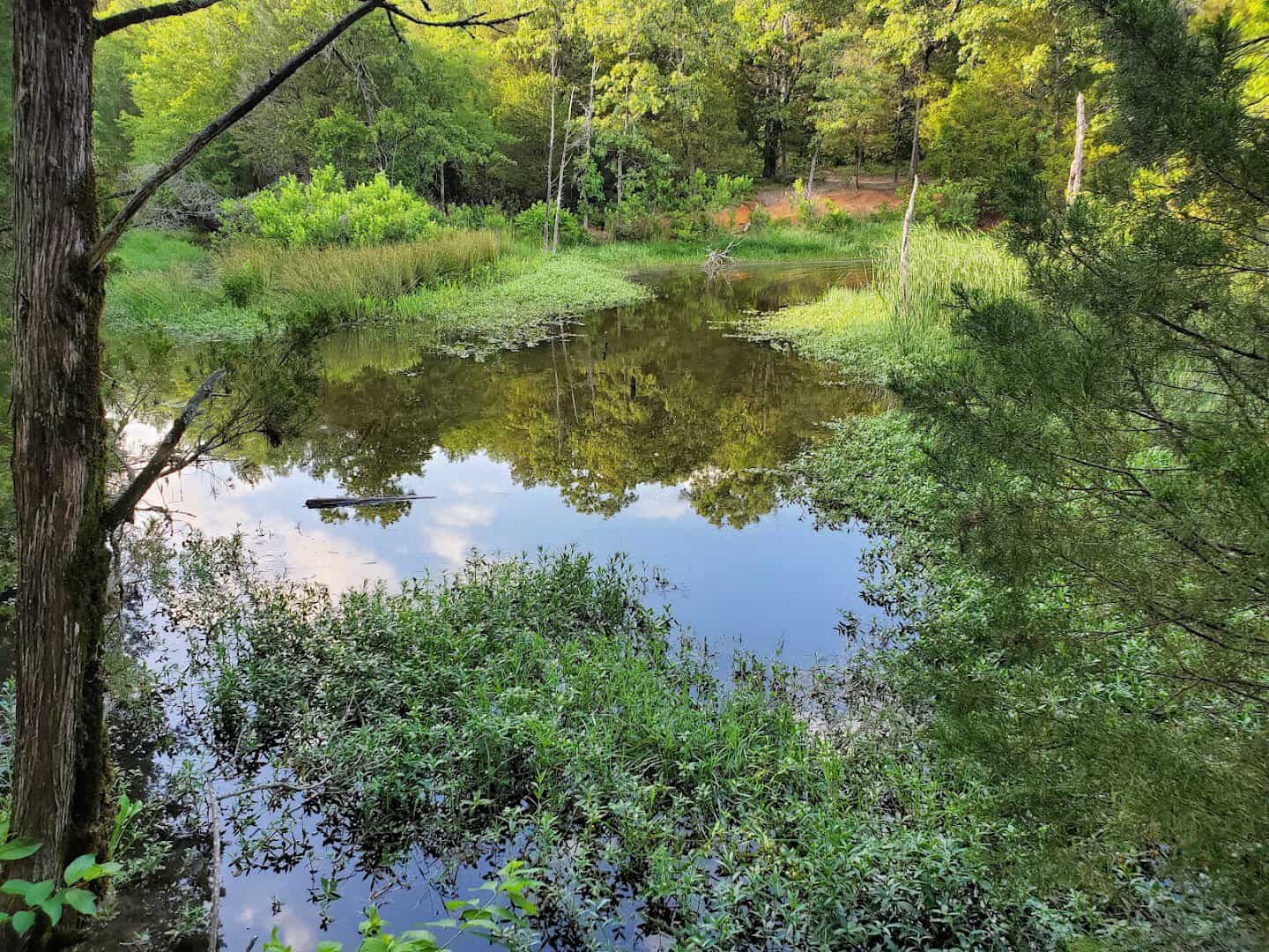 Lush green wetland and woods along the trail at Purtis Creek State Park