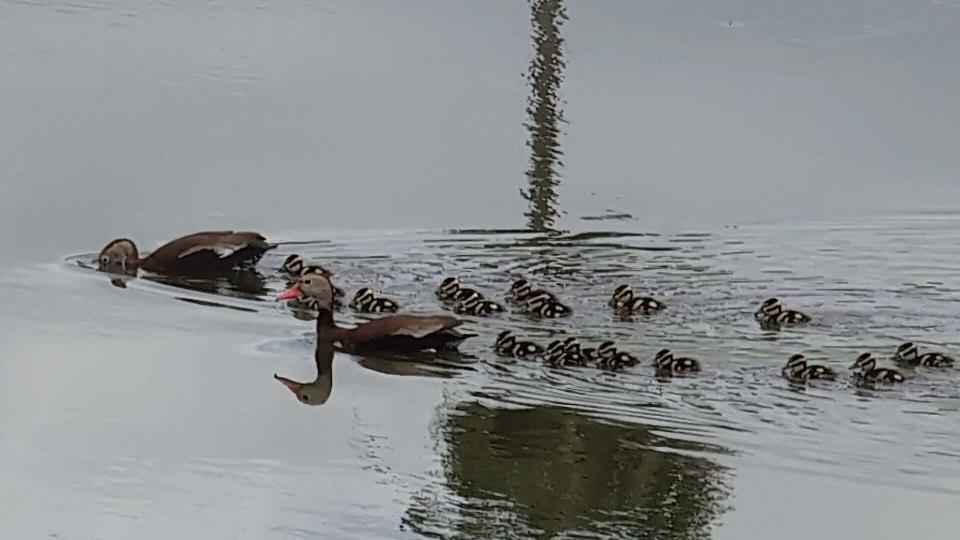 Black bellied whistling ducks with ducklings on the pond at Edinburg Scenic Wetlands in Edinburg, Texas