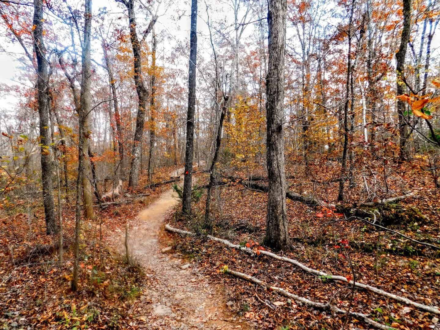 Autumn foliage along the Whitaker Point trail near Ponca, Arkansas