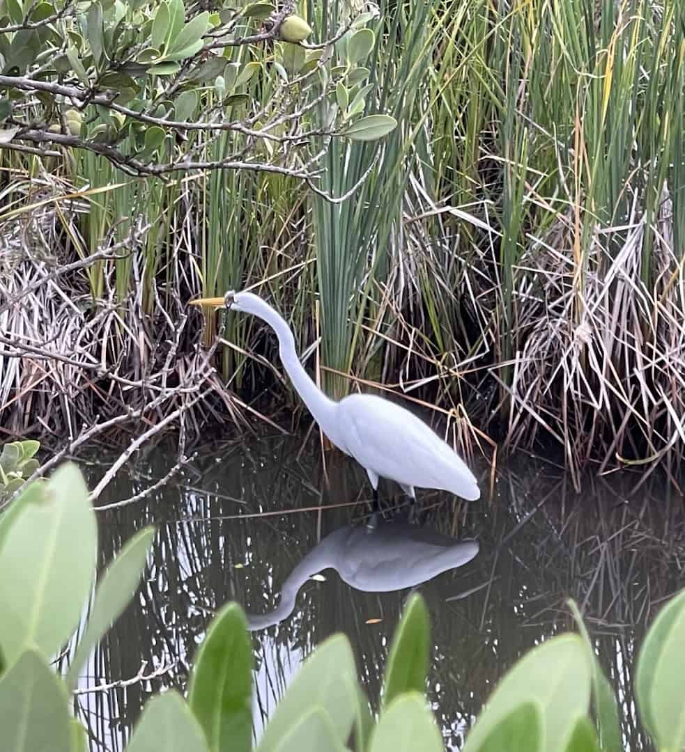 A white egret wading in the shallows at Laguna Madre Nature Trail, South Padre Island
