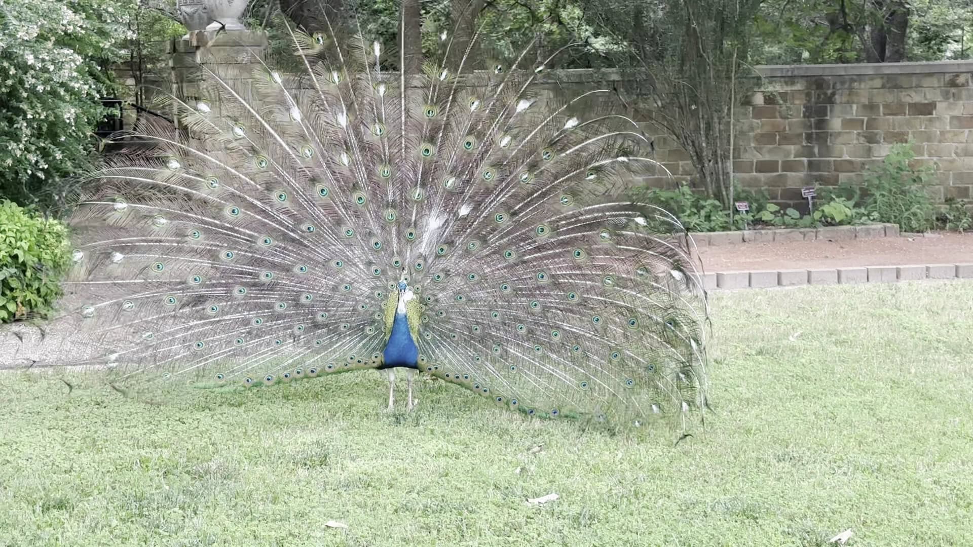 White peacock displaying its tail feathers on the lawn at Clark Gardens in Weatherford, Texas