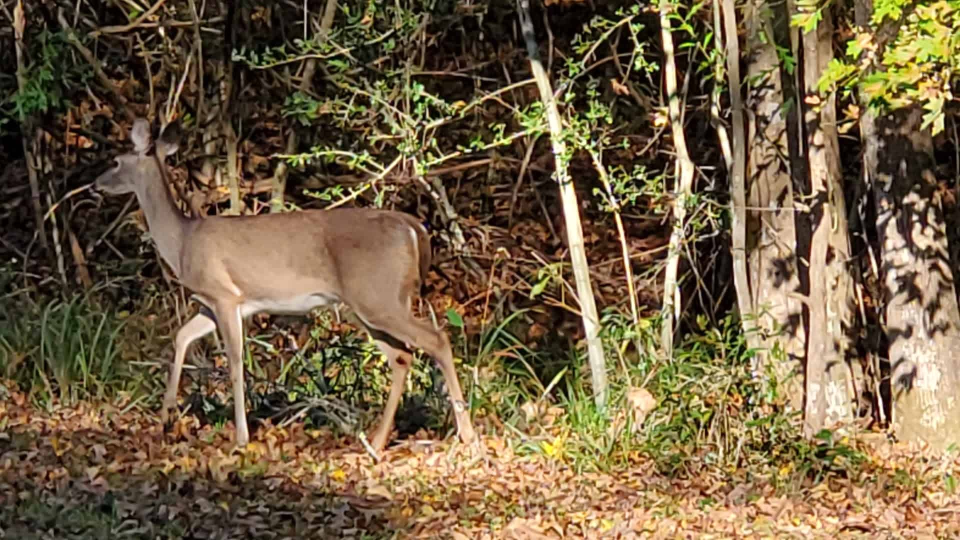 White-tailed deer in the woods at Martin Dies Jr State Park