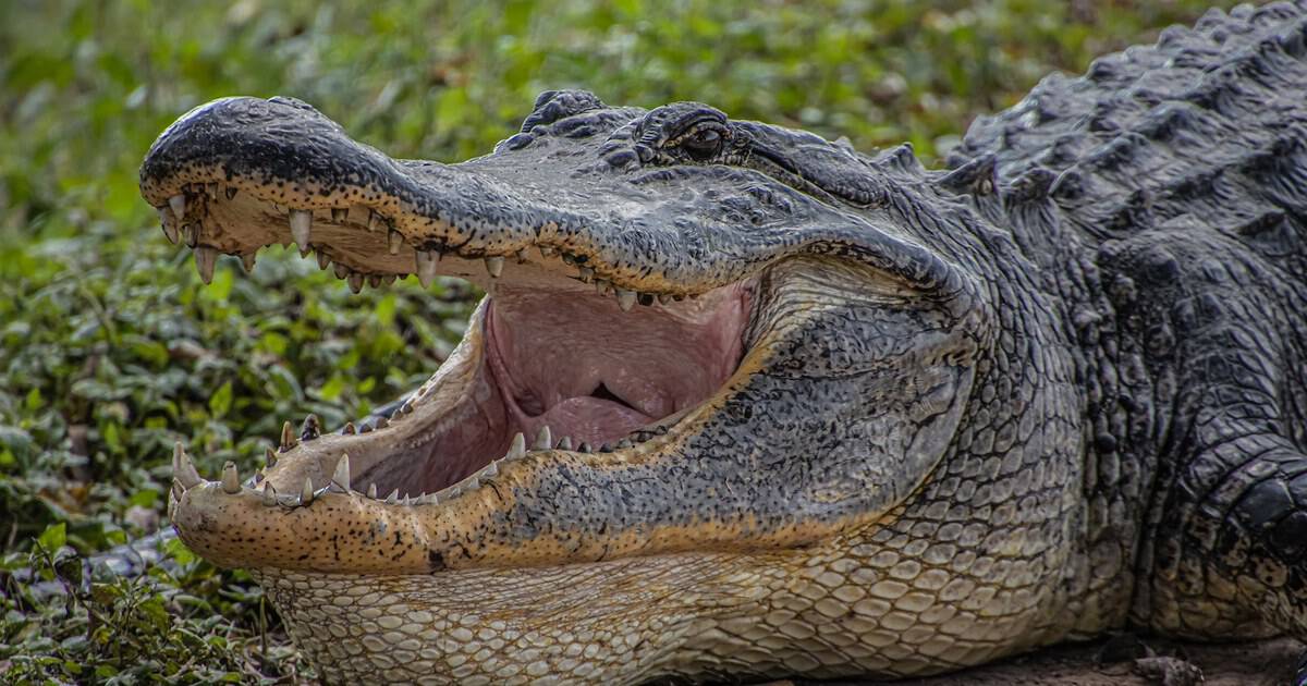 This Wild Texas State Park Hides Hundreds of Alligators Just Outside Houston