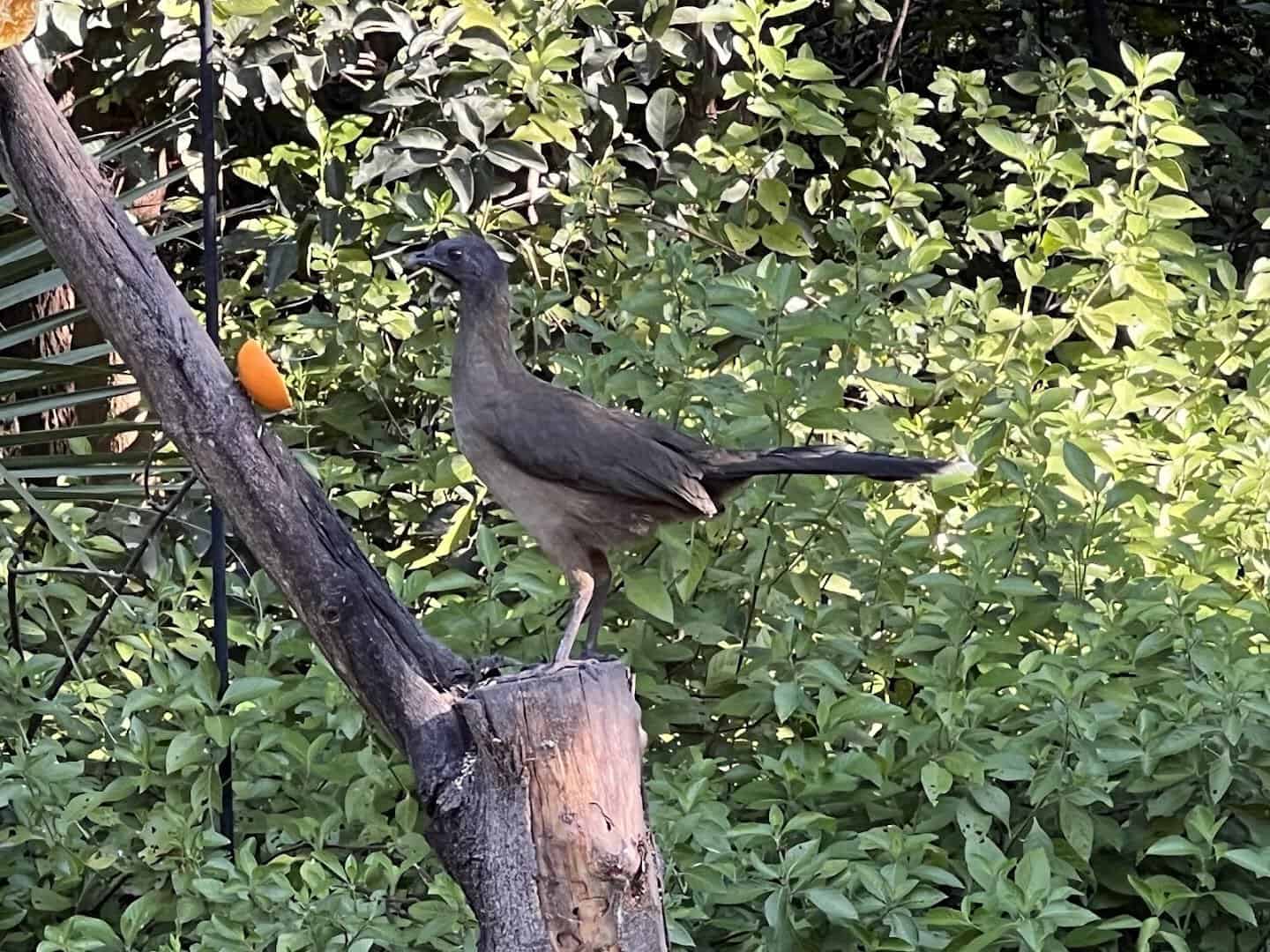 A wild bird perched on a branch at the National Butterfly Center in Mission, Texas