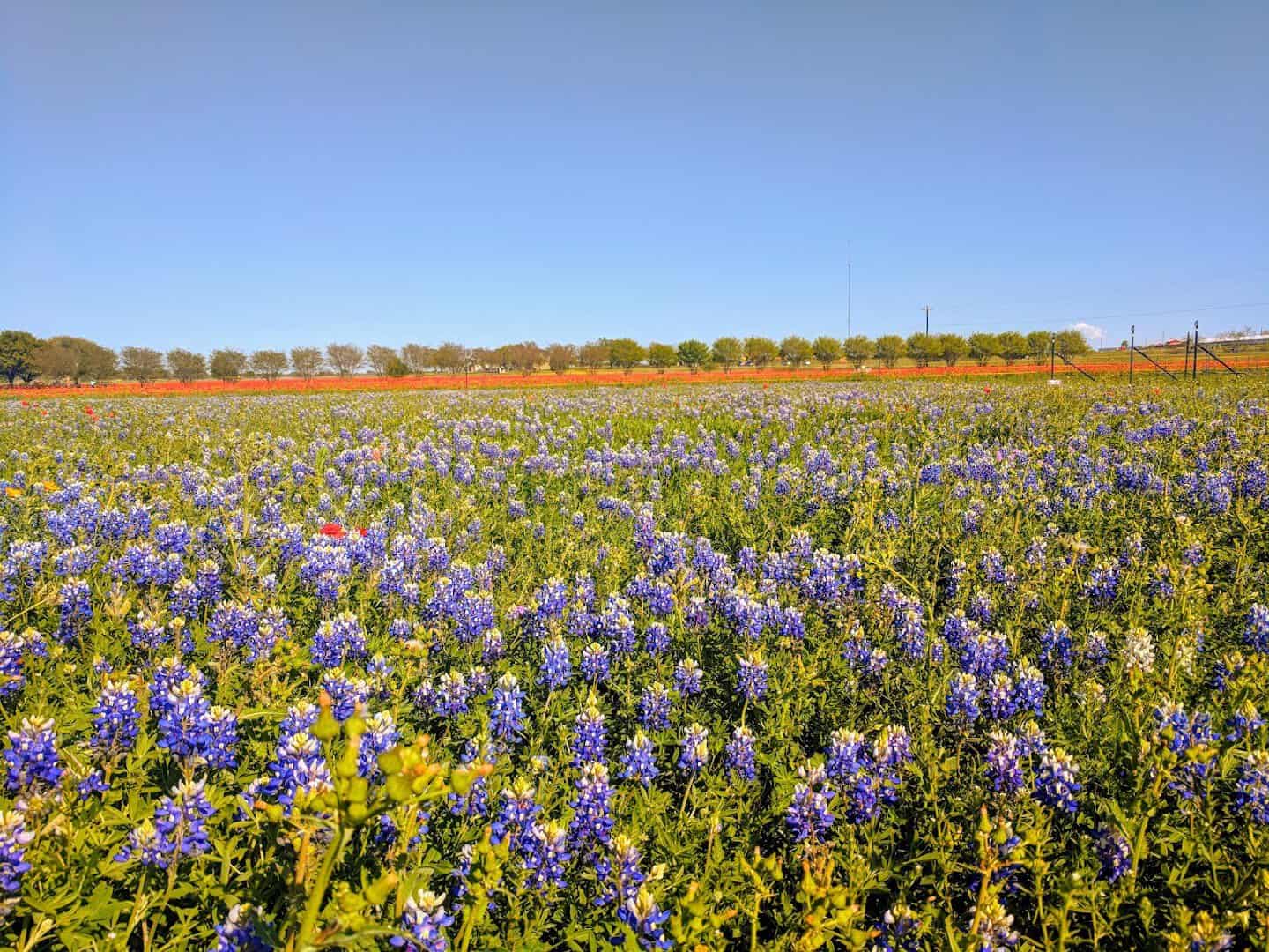 Field of bluebonnets and red poppies at Wildseed Farms in Fredericksburg, Texas