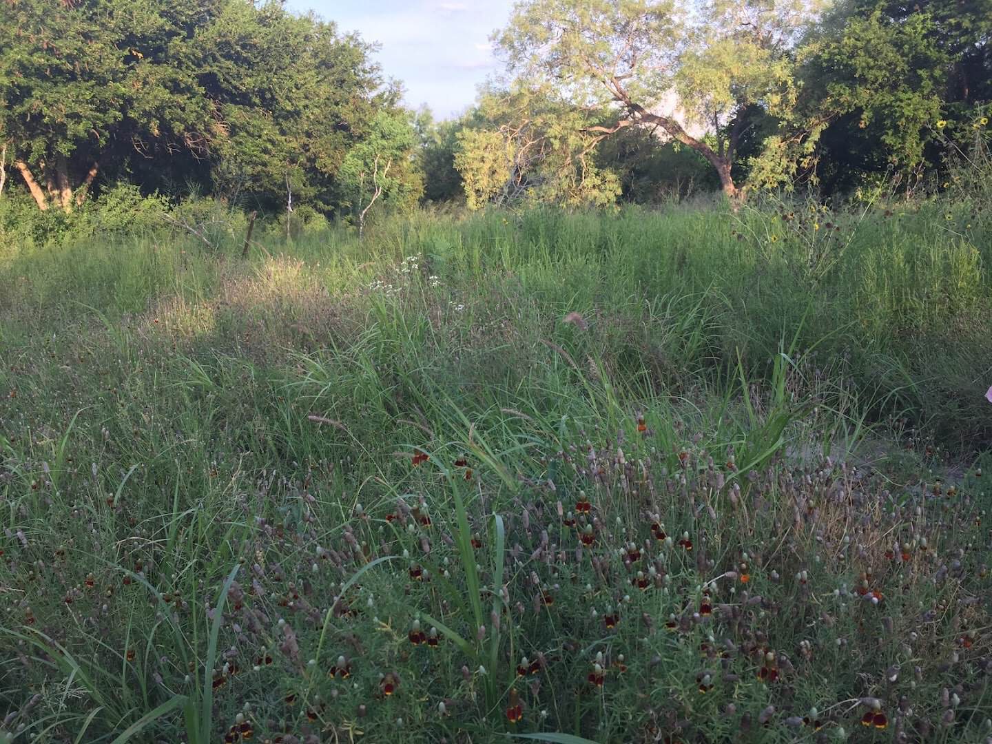 Wildflowers and tall grass along a trail near the resaca at the McAllen Nature Center