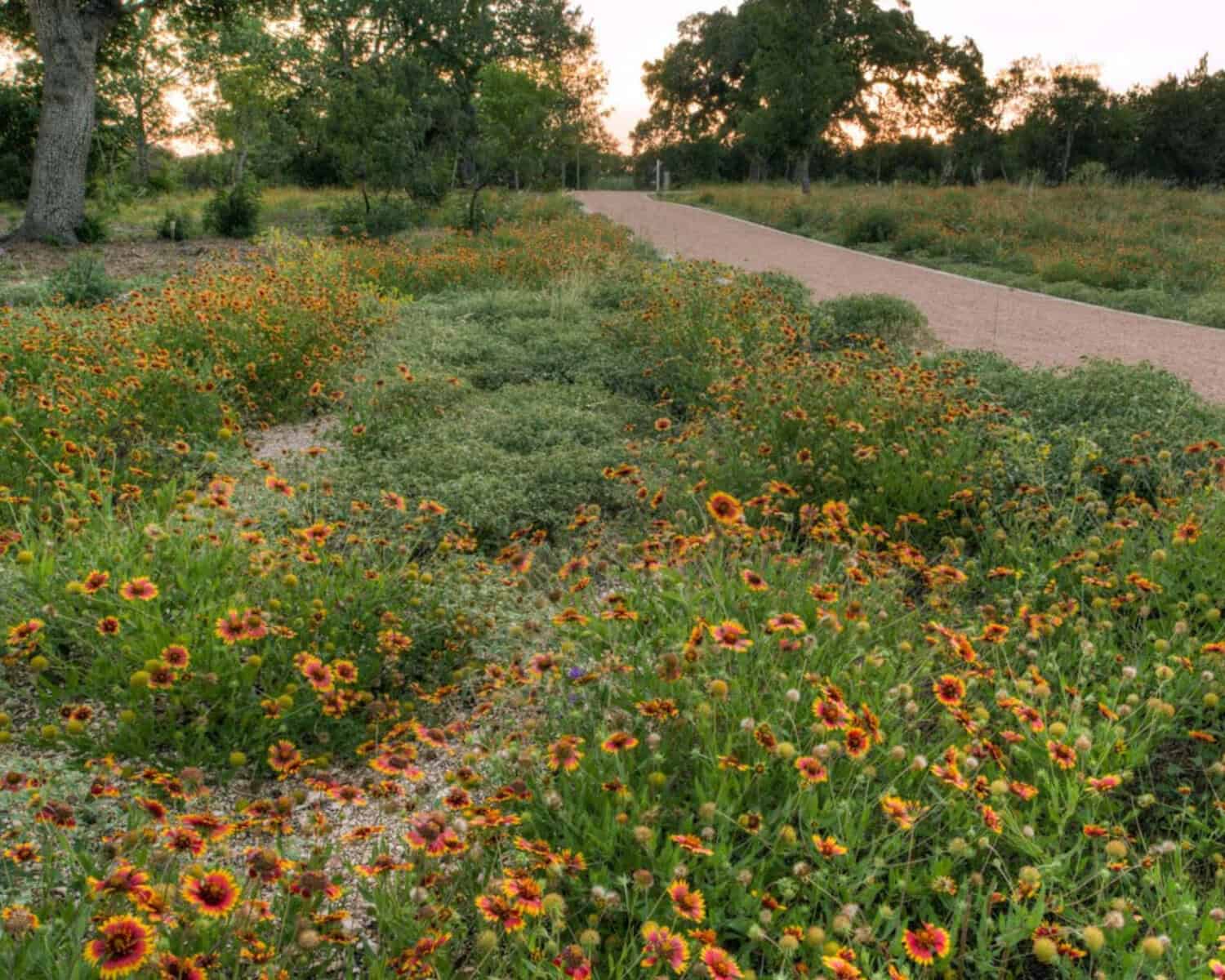 Nature trail winding through a wildflower meadow at the Lady Bird Johnson Wildflower Center in Austin