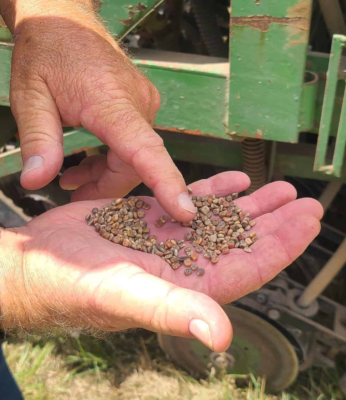 Handful of wildflower seed beside harvesting equipment at Wildseed Farms