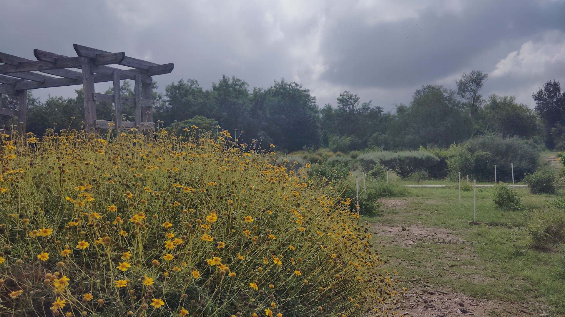 Wildflowers across an open wildscape at the National Butterfly Center in Mission, Texas