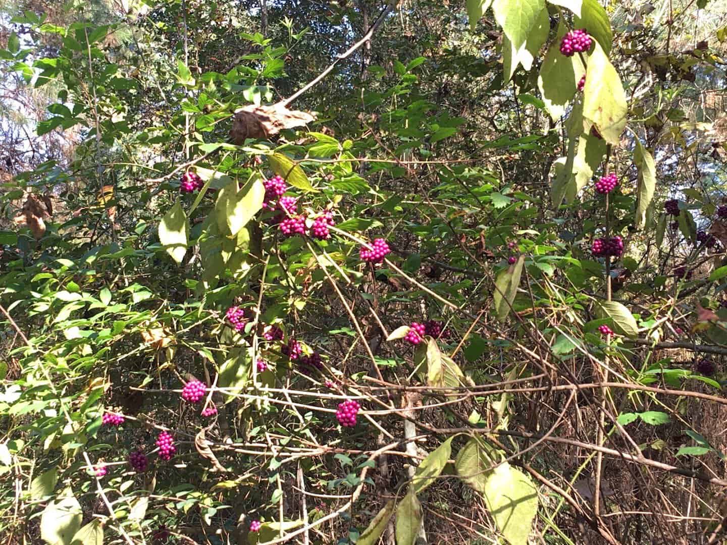 Pink wildflowers blooming in the understory at Spring Creek Greenway