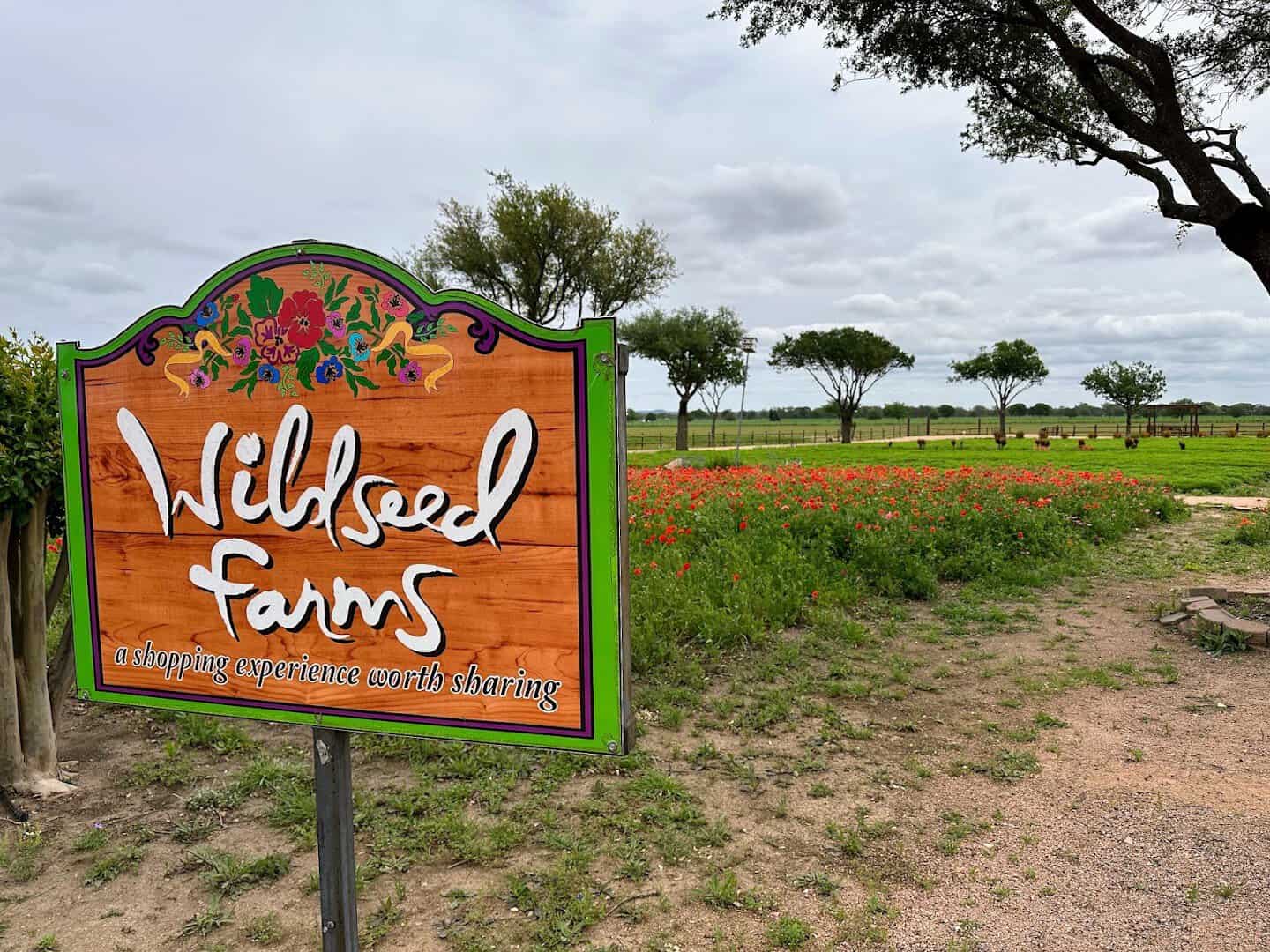 Wildseed Farms entrance sign beside a field of red poppies in Fredericksburg, Texas