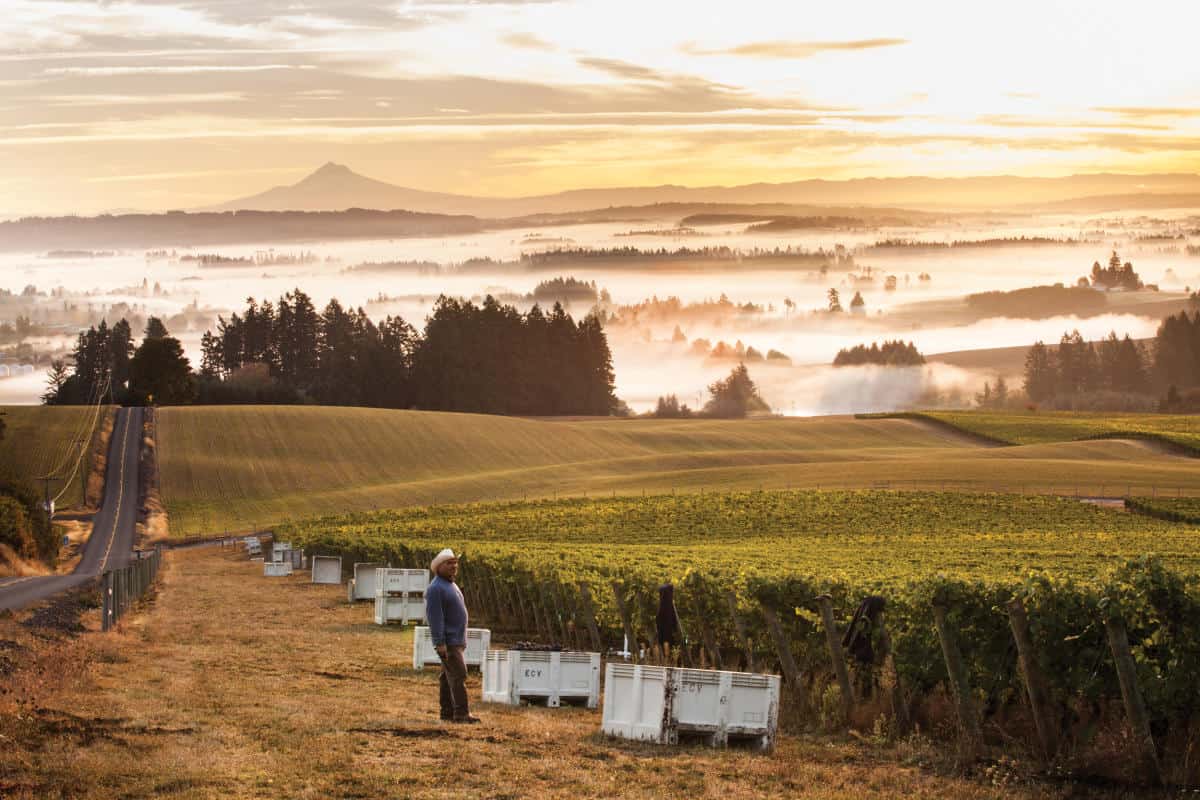 Vineyard rows and misty hills in the Willamette Valley, Oregon