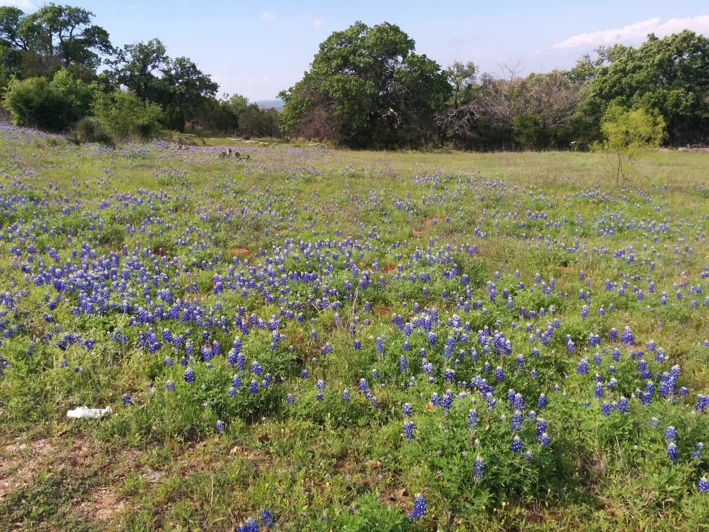 Bluebonnet wildflowers across a Hill Country field along the Willow City Loop, Texas