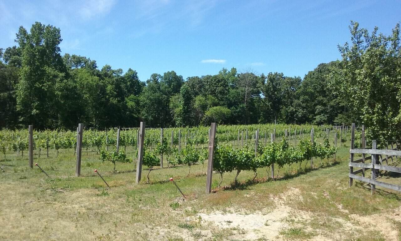 Vineyard rows at Willow Creek Winery, Cape May, New Jersey