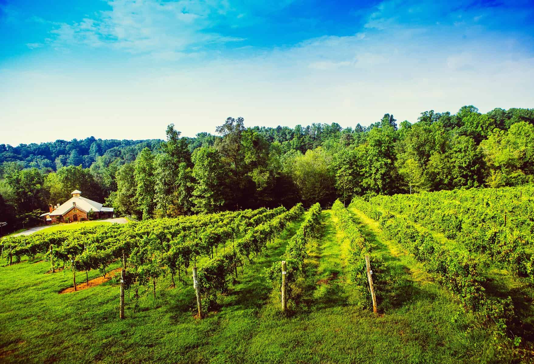 Green vineyard rows in the Yadkin Valley, North Carolina