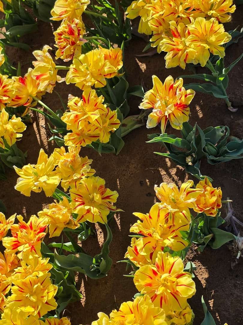 Yellow double tulips blooming at Texas-Tulips in Pilot Point