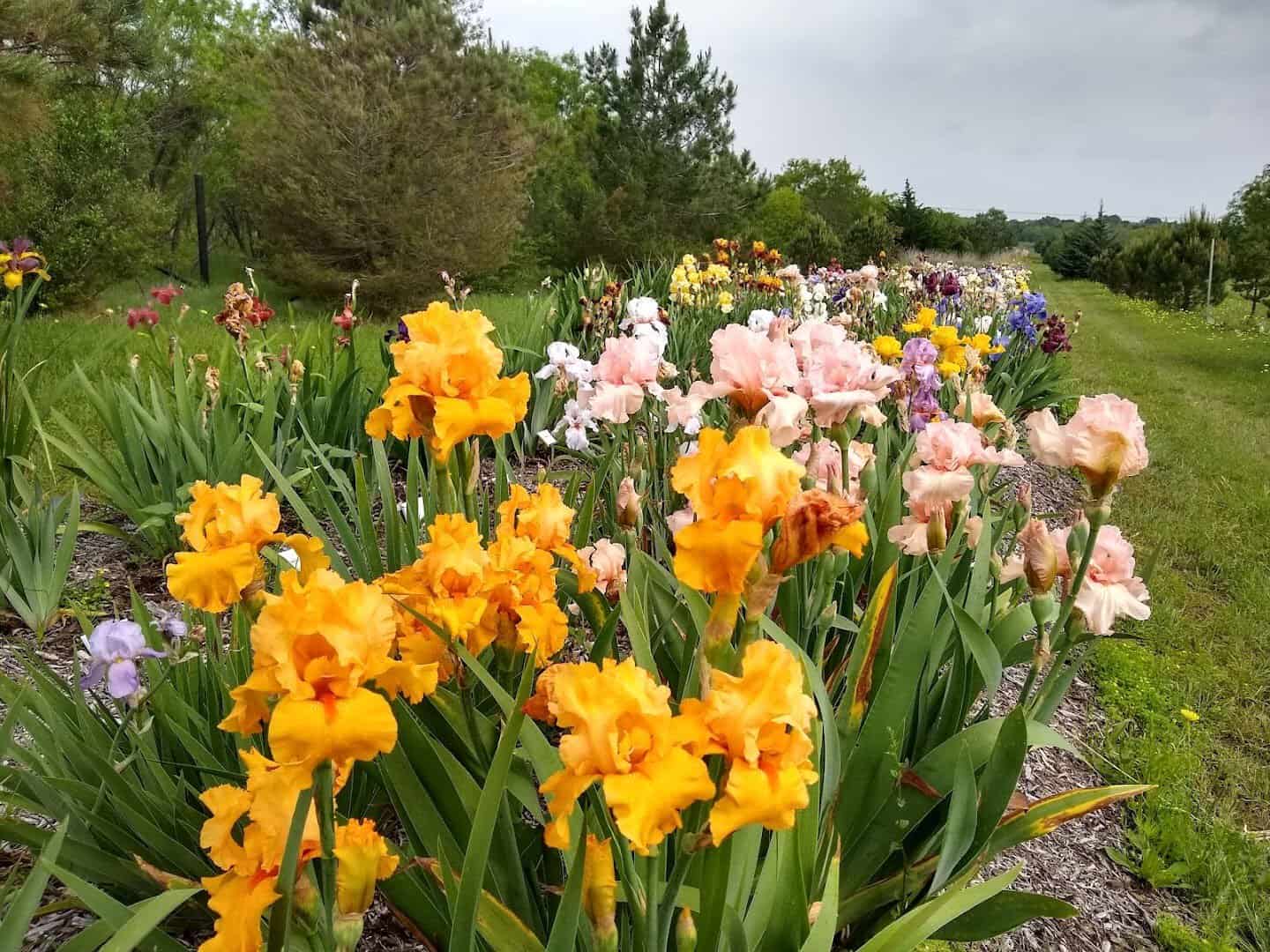 Yellow and pink irises blooming at Clark Gardens in Weatherford, Texas
