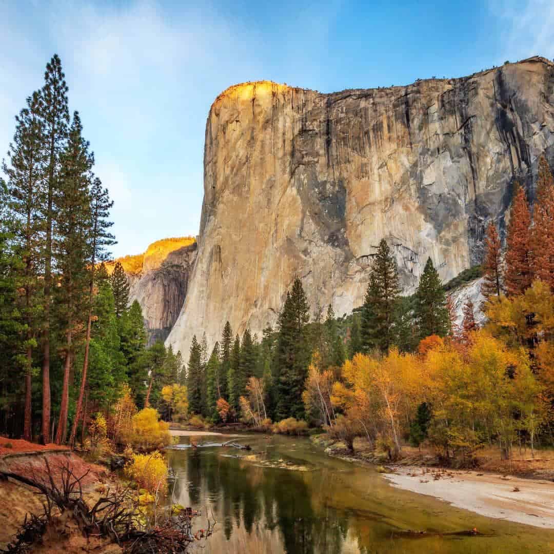 Autumn cottonwoods below El Capitan in Yosemite National Park, California