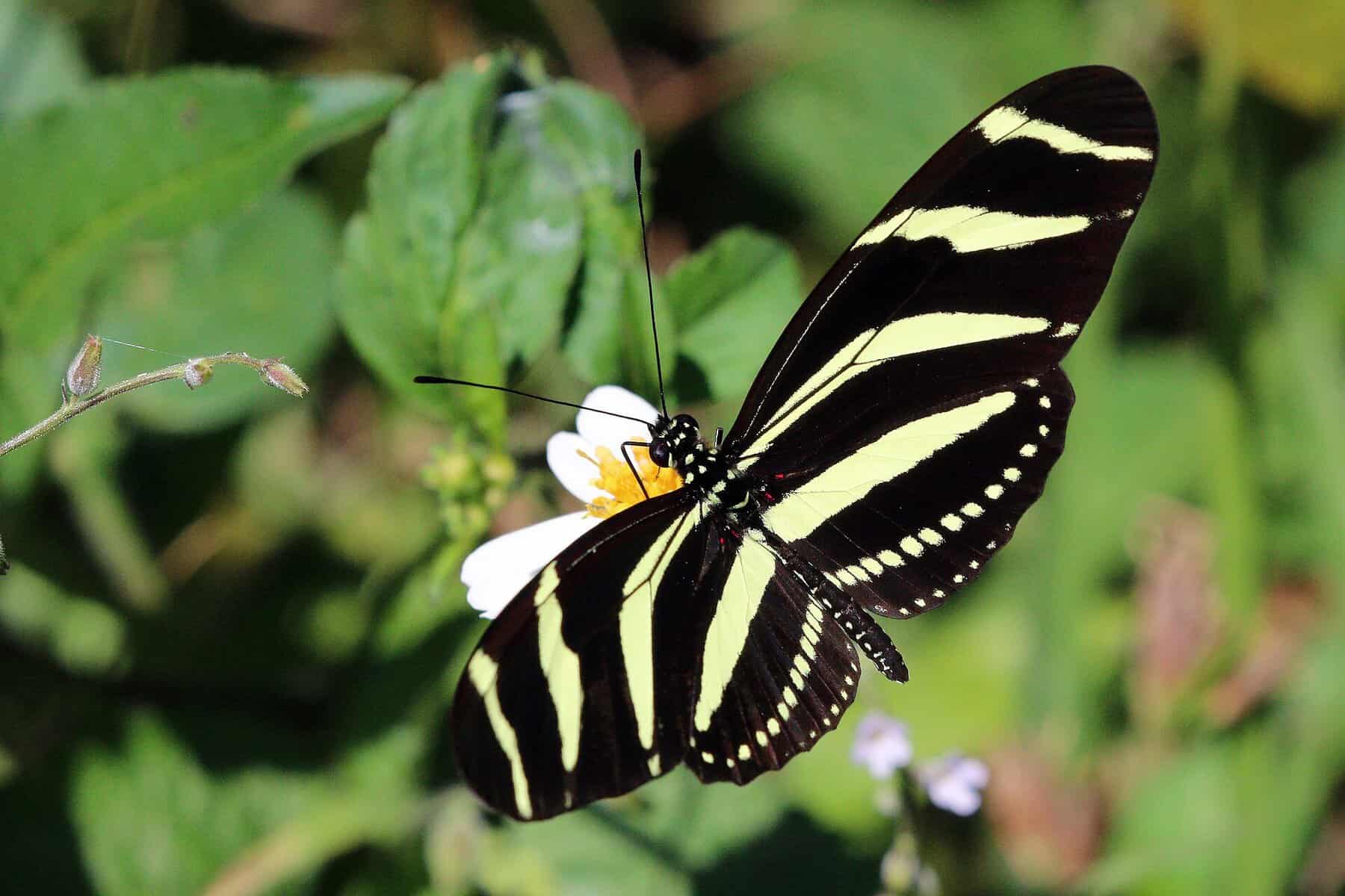 A zebra longwing (zebra heliconian) butterfly, one of the 240-plus species recorded at the National Butterfly Center in Mission, Texas