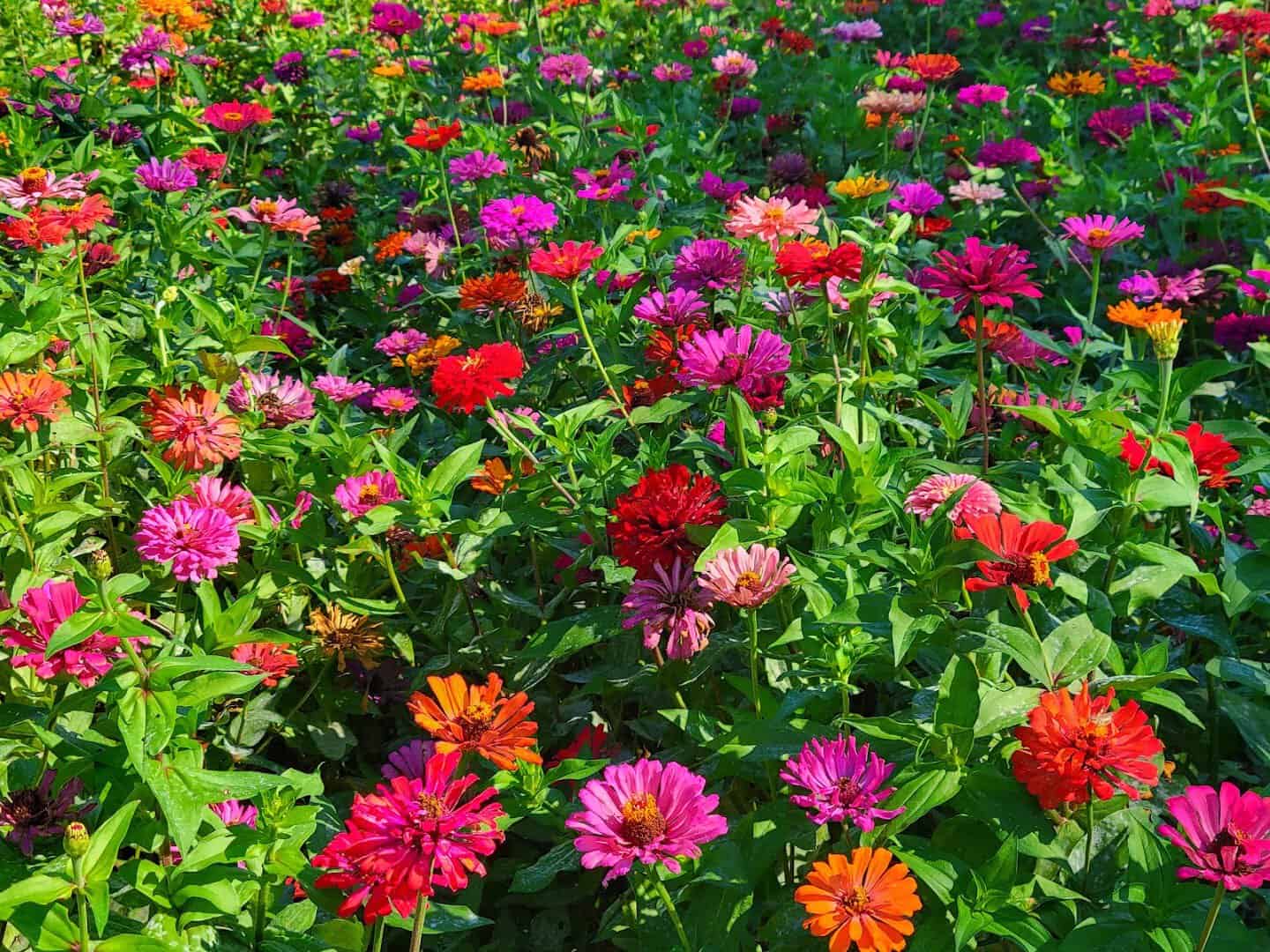 Dense field of multicolored zinnias at Wildseed Farms